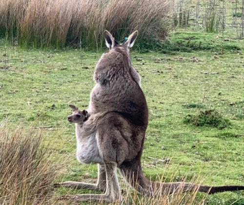 Wilsons Promontory