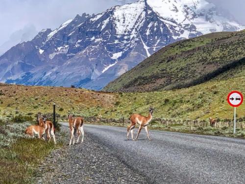 Guanaco