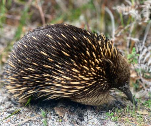 Echidna @ Cape Conran