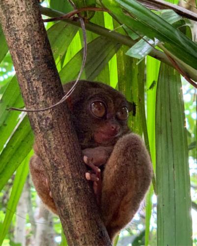 Tarsiers 