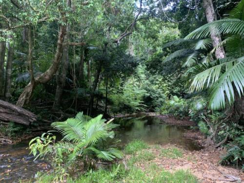 Daintree Rainforest