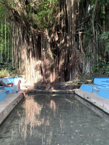 Old Balete Tree