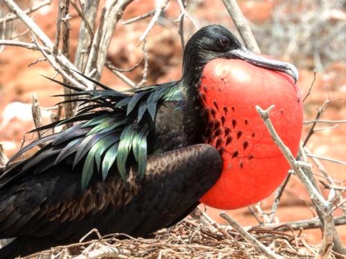 Frigate bird