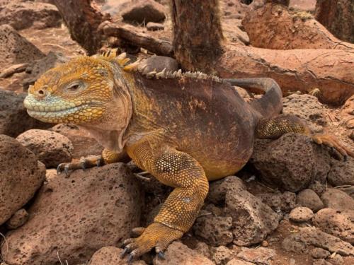 Land iguana