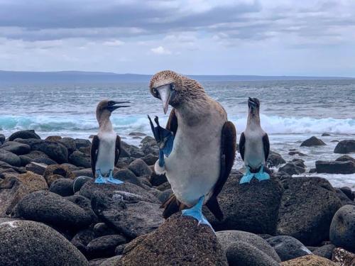 Bluefooted booby