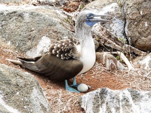 Bluefooted booby