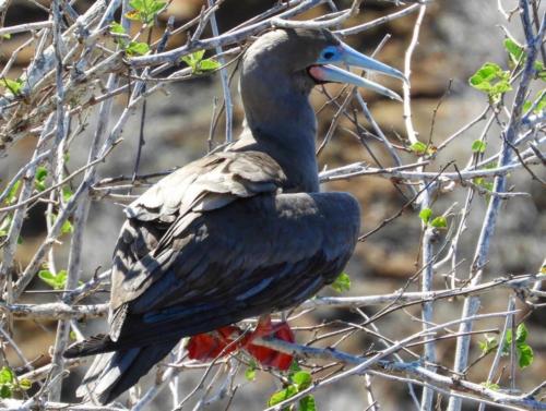 Redfooted booby